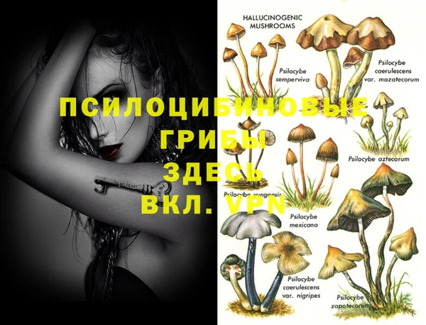 прущие грибы Надым