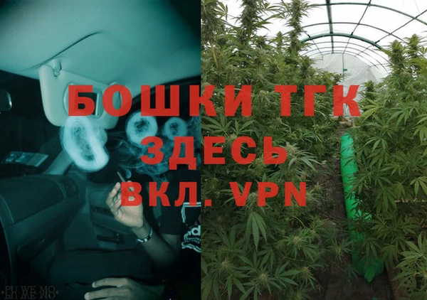 прущие грибы Надым